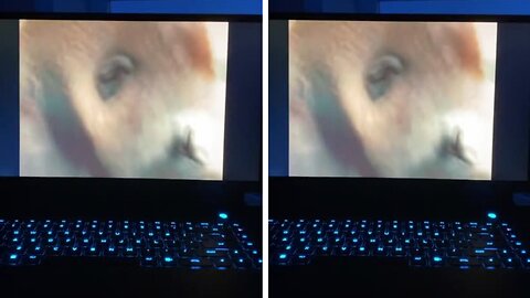 Currently watching a gorilla video on youtube