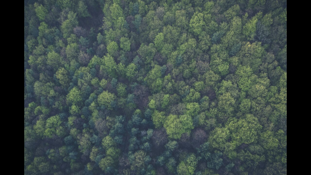 Amazon forest