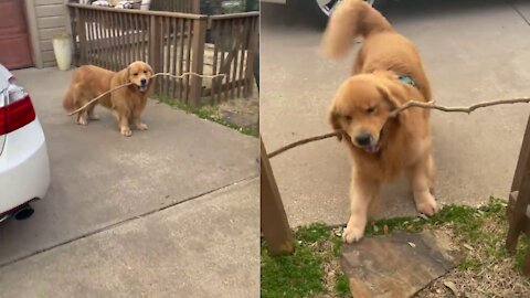 If there’s a will, there’s a way Golden Retriever