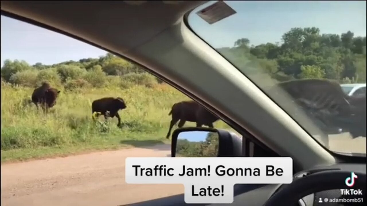 Buffalo Bison Traffic Jam!