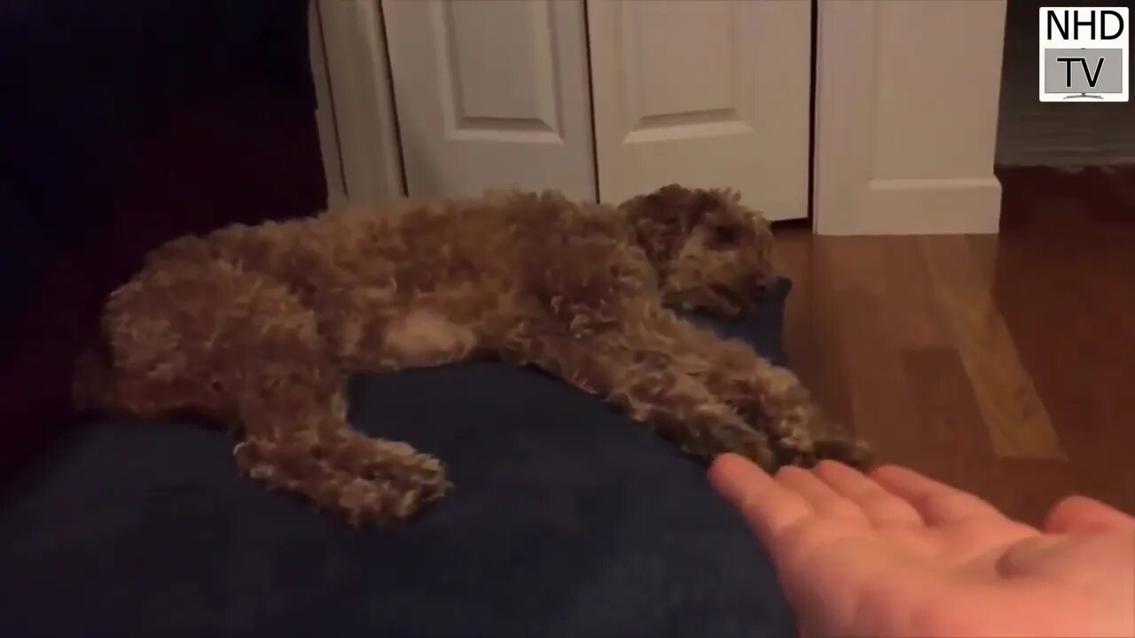 Cutes dogs | Cutest dog in the world | Cute dogs clips