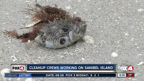 City of Sanibel continues fish kill clean-up