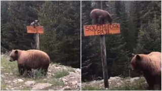 Filhote de urso escala placa com muita habilidade