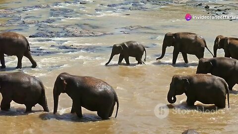 Amazing Life of an elephant! MUST WATCH
