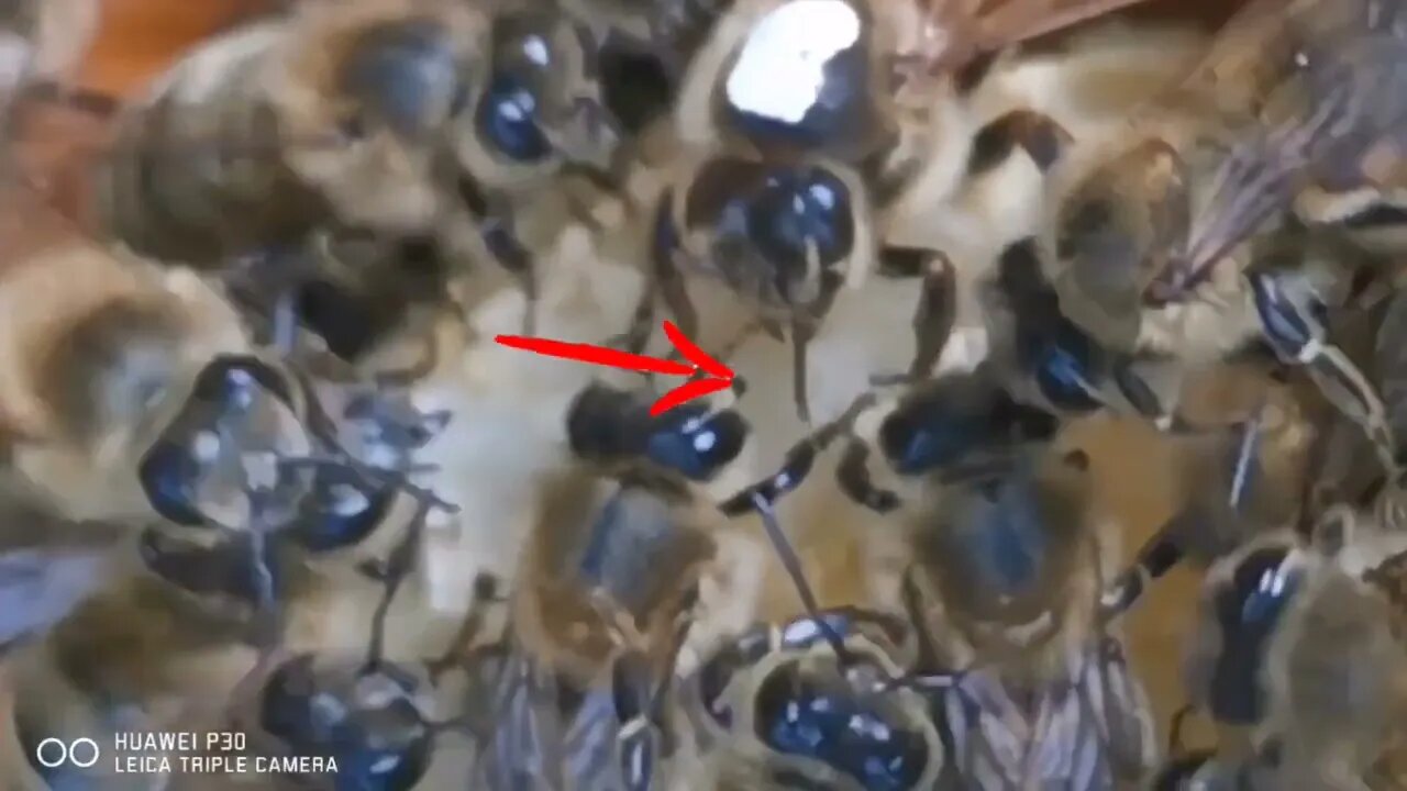 Le repas de la madame (reine des abeilles), pas souvent de voir ça😧