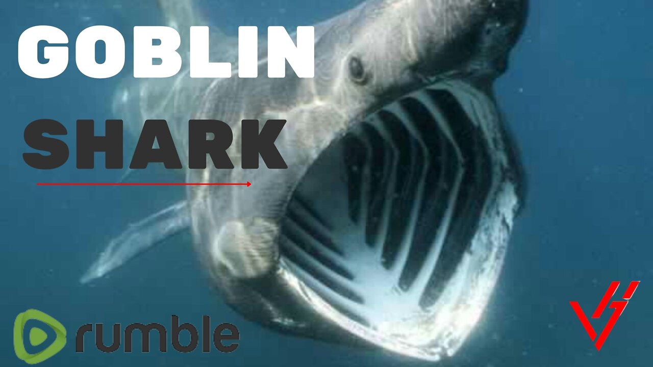 🐠Goblin Shark!🐠