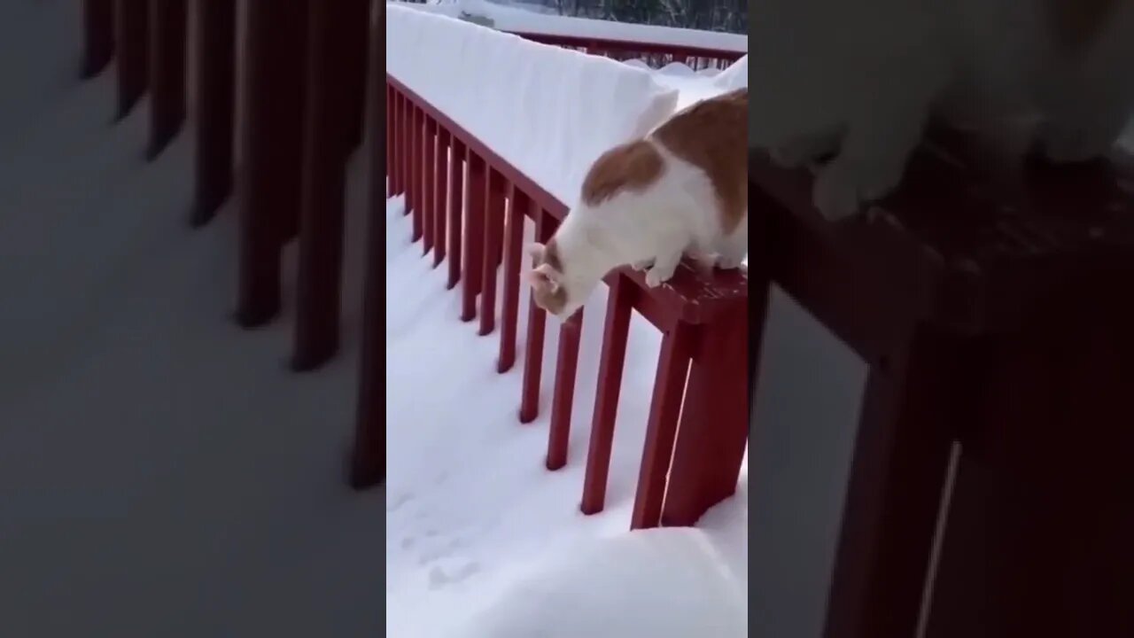 Snow and Cats Two most loved things in Russian family😀