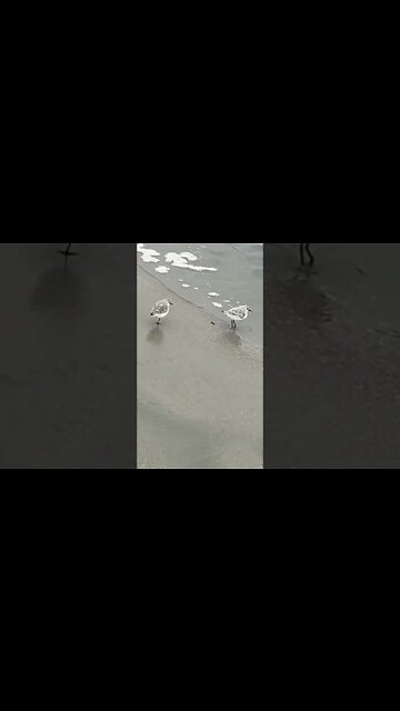 Baby Seagull Only Has One Leg