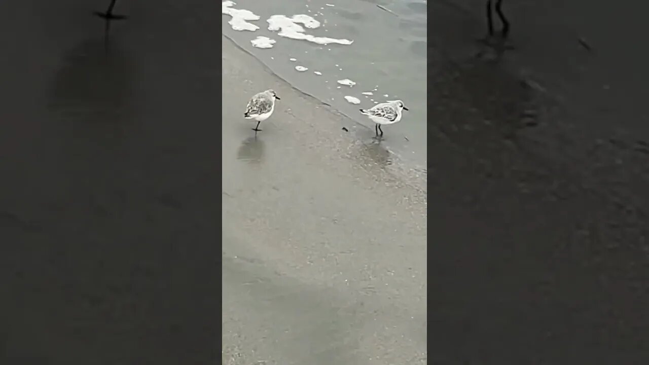 Baby Seagull Only Has One Leg