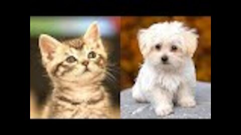 🐶 😍 😂 Cute Pets and Funny Animals Compilation, Julio 2021 | Cute and Funny Animals