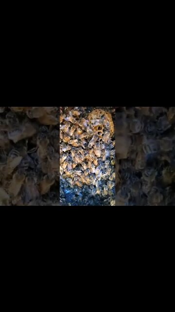 This time of year will be really hard to save them. But we will try!