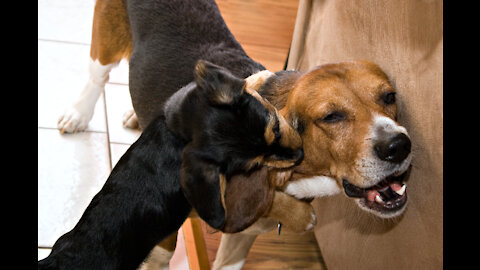 How To Make A Dog Become Aggressive With Few Simple Tips