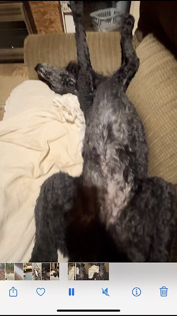 Standard Poodle dreams of basking on a warm tropical island.🌴🌴🌞🐩😂😂😂❤️