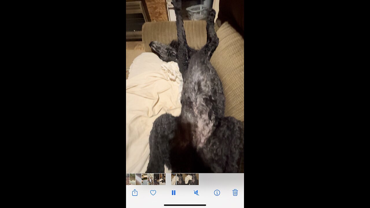 Standard Poodle dreams of basking on a warm tropical island.🌴🌴🌞🐩😂😂😂❤️