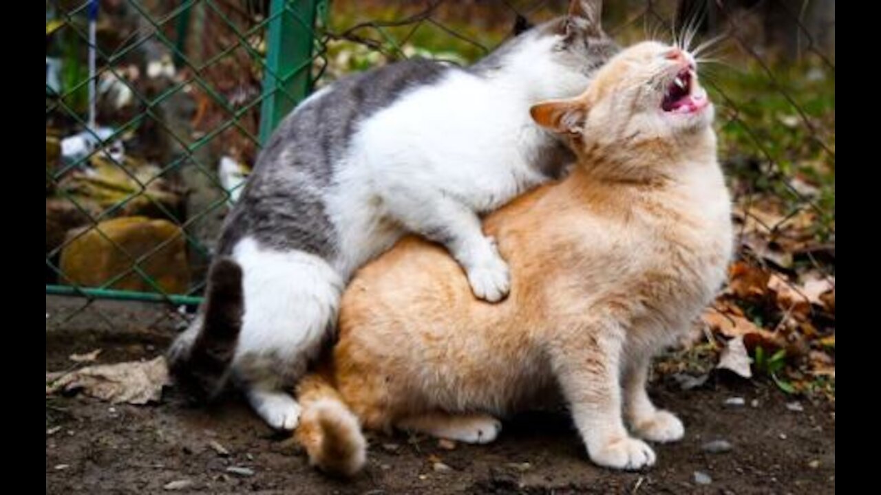 Simple solution to deactivate your little cat or kitten