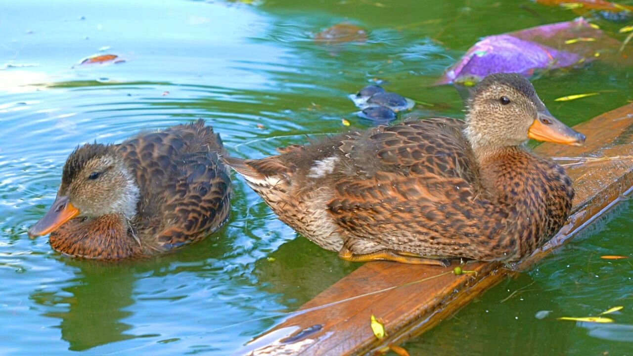 Mrs. Gadwall Duck Introduces Her 2 Grown Ass Ducklings