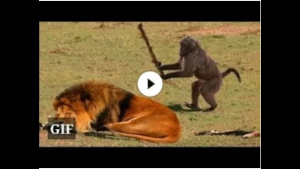 unbelievable animal behavior