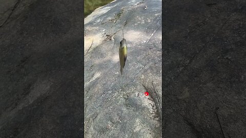 First fish of the day! Bluegill! #fishing #outdoors #nature