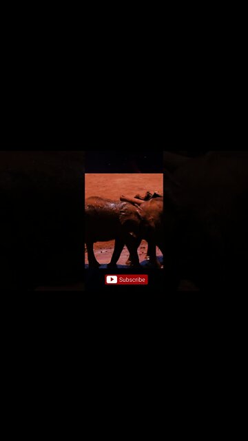 Elephants-playing #short