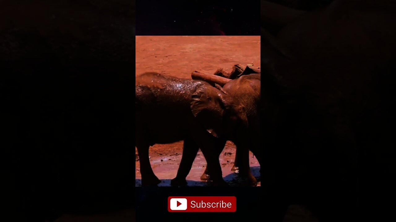 Elephants-playing #short