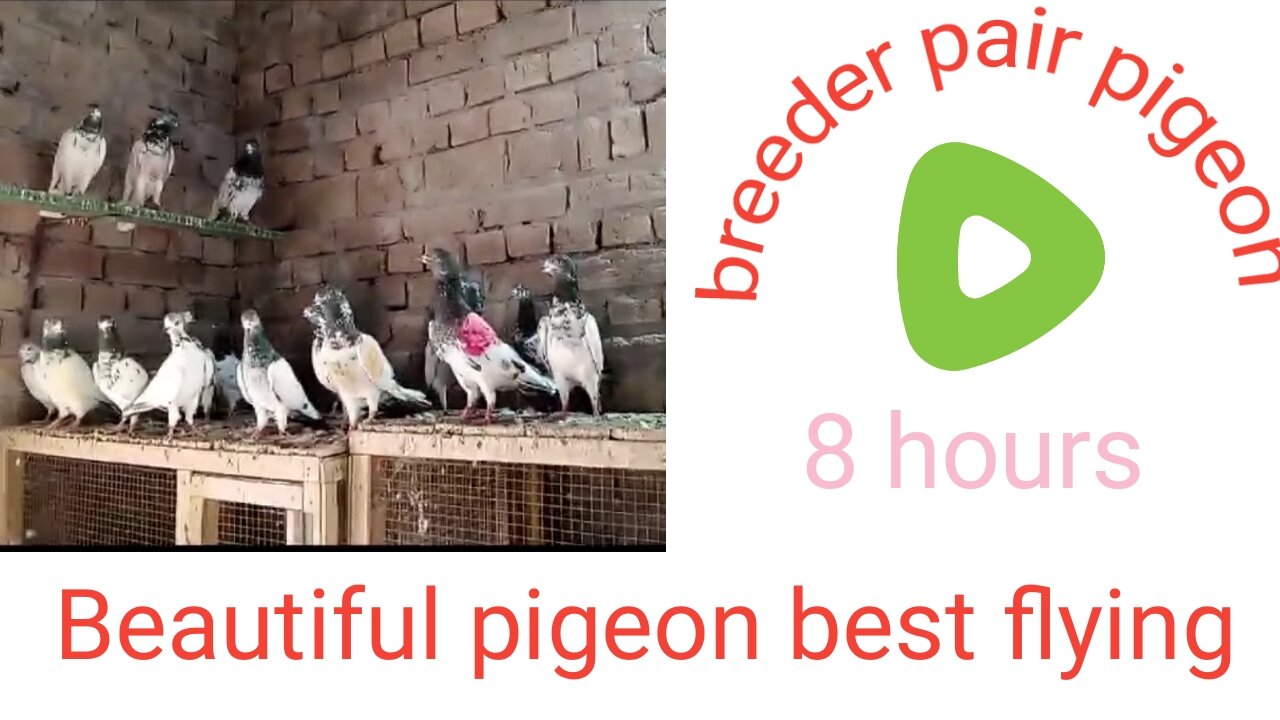 Beautiful pigeon breeder pair best flying