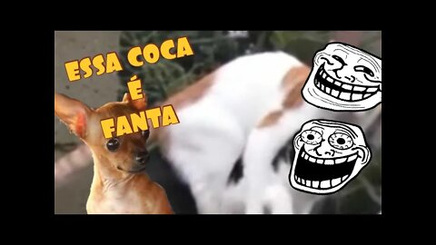 TENTE NÃO RIR - DUBLAGEM DE ANIMAIS - ESSA COCA É FANTA😂