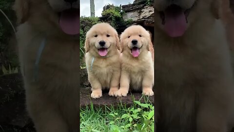 Fluffiest Golden retriever Puppies #funny #shorts #cute #puppy