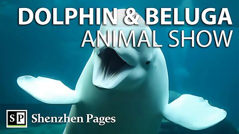 You Won’t Believe What These Dolphins and Belugas Can Do...