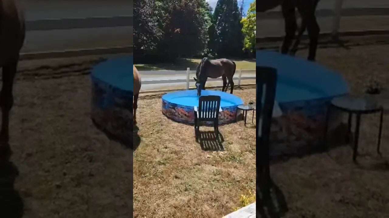 Horses break into the garden #funny #horses