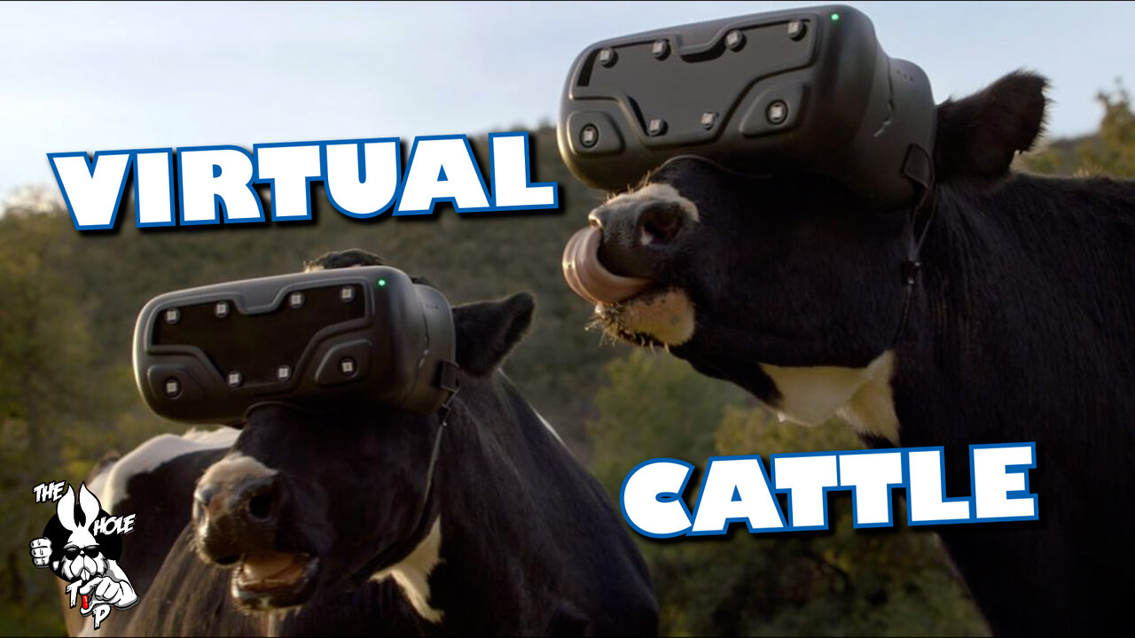 VIRTUAL CATTLE - the Whole Tip Daily