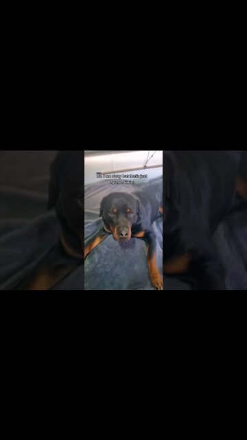 Horrific 😱 Cute Rottweiler Puppy Doesn't Get A Steak 🥩⚠️ #Shorts #rottweiler #rottweilerpuppy