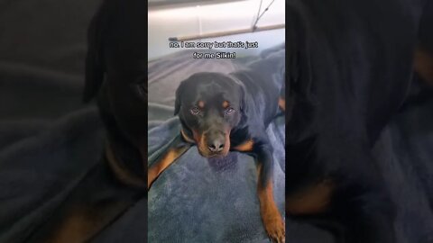 Horrific 😱 Cute Rottweiler Puppy Doesn't Get A Steak 🥩⚠️ #Shorts #rottweiler #rottweilerpuppy