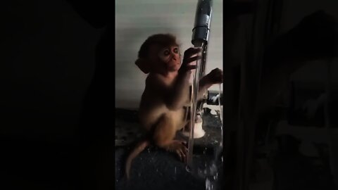 Little Monkey Playing with Water 😅🐒 🙊 #rumble