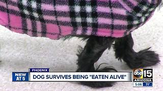 Valley dog survives being "Eaten Alive"