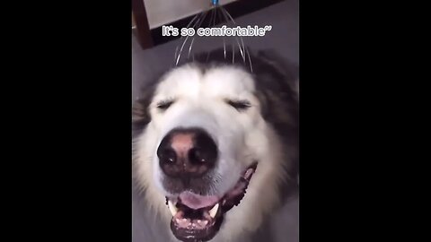 Funny Animal Video #8 March 2023 Funniest Cat and Dog Videos