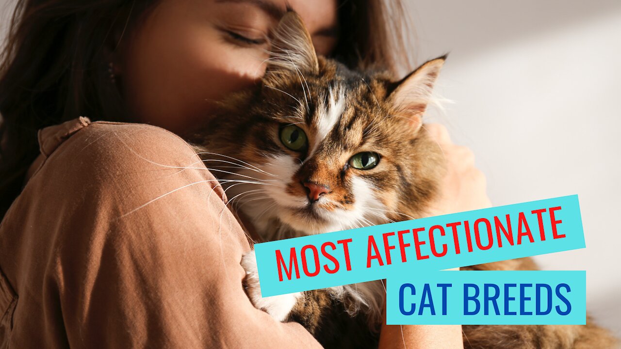 Most Affectionate Breeds of Cats