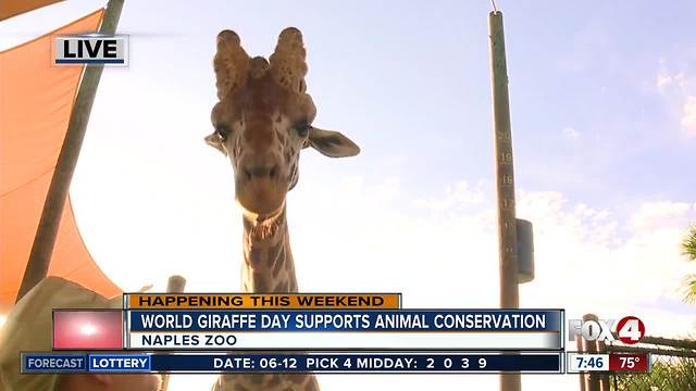 Naples Zoo celebrates World Giraffe Day - 7:30am live report