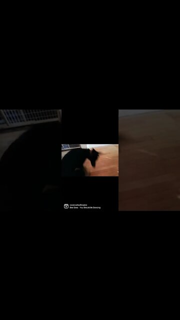 Fenway the GSD dancing puppy girl