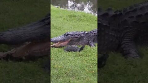 SALVA PELO CASCO 😱😱😱