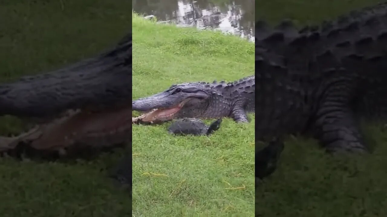 SALVA PELO CASCO 😱😱😱