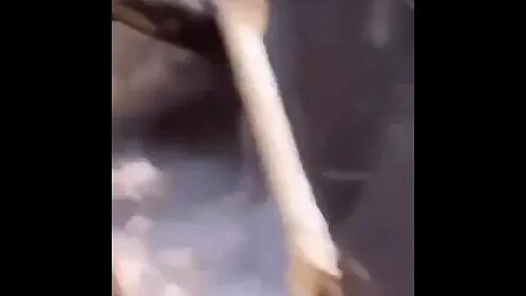 What is that creature?