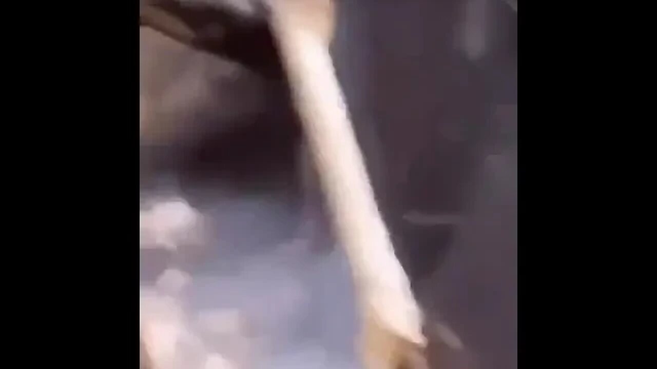 What is that creature?