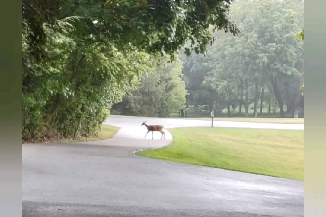 Passing deer