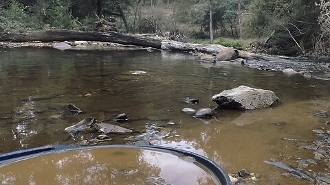 Creek life in Australia #goldpanning