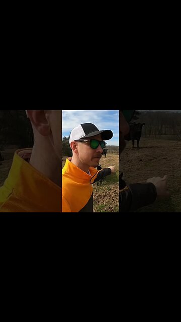 Day 5 of 30 days of #calving . #cattle #farm #farmlife #ranch #ranchlife #calf #cow