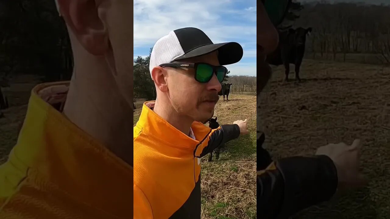 Day 5 of 30 days of #calving . #cattle #farm #farmlife #ranch #ranchlife #calf #cow