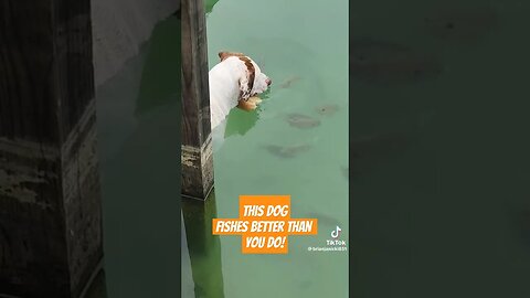 Dog Catches Fish!! #fishing #dogs #foryourpage