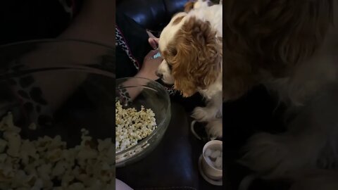 He wants that Popcorn!! #dog #cavalier #puppy #pets