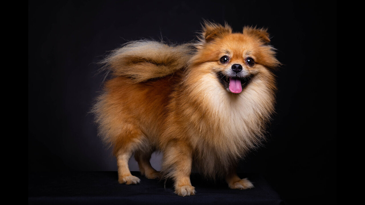 Pomeranian puppies hair shedding and grooming tips