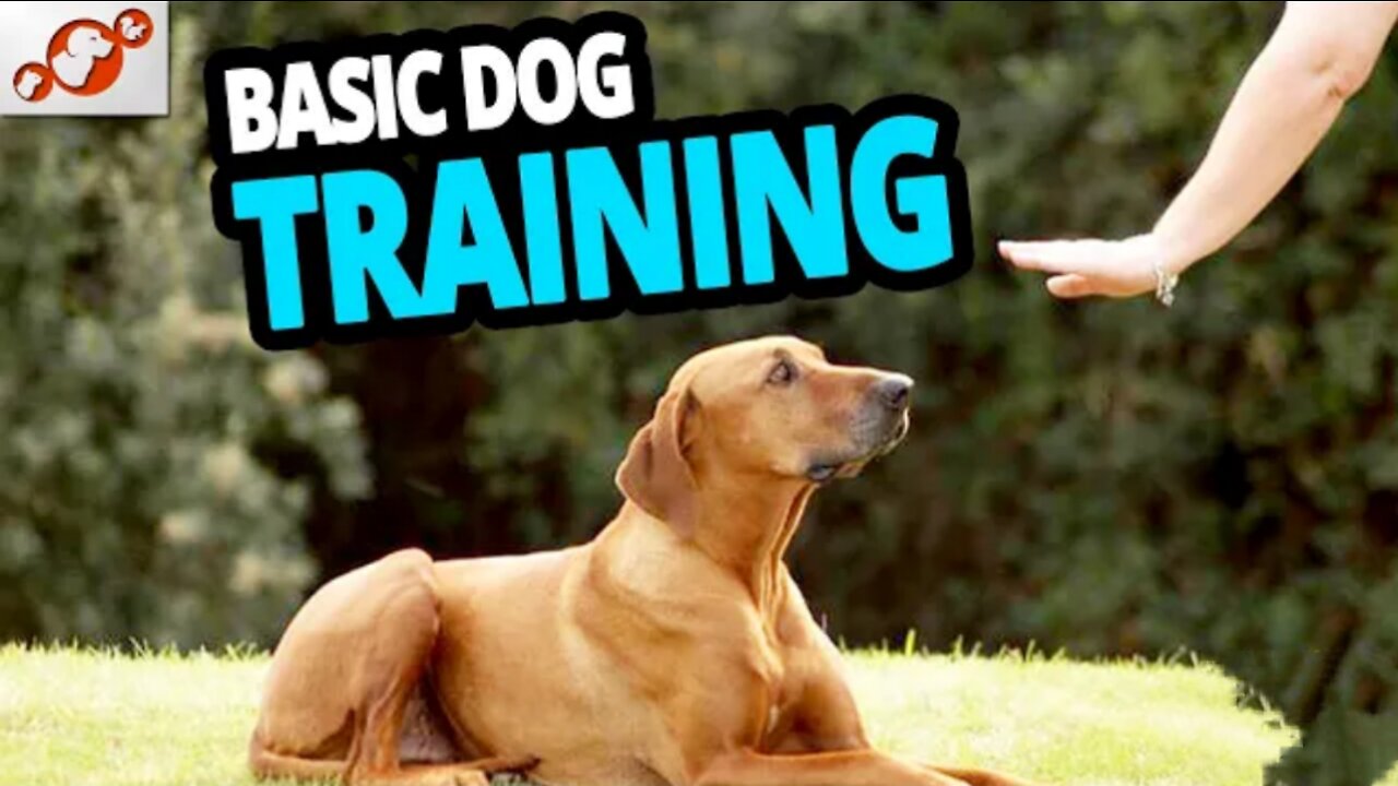 Dog training video with Dog Trainer